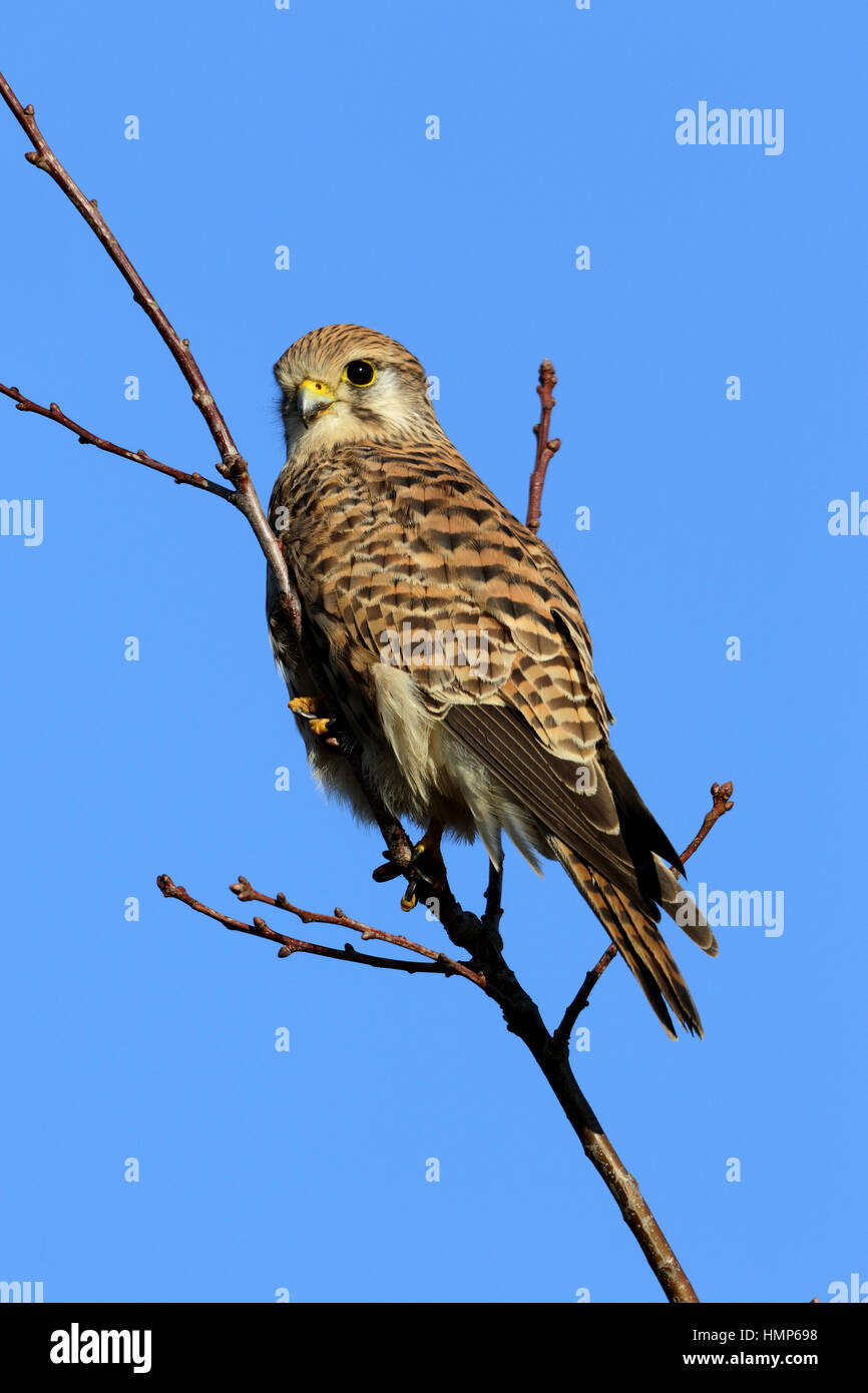 Turmfalken, thront Falco Tinnunculus weibliche Jagd von einem hohen Aussichtspunkt in einem kleinen Baum vor blauem Himmel Stockfoto