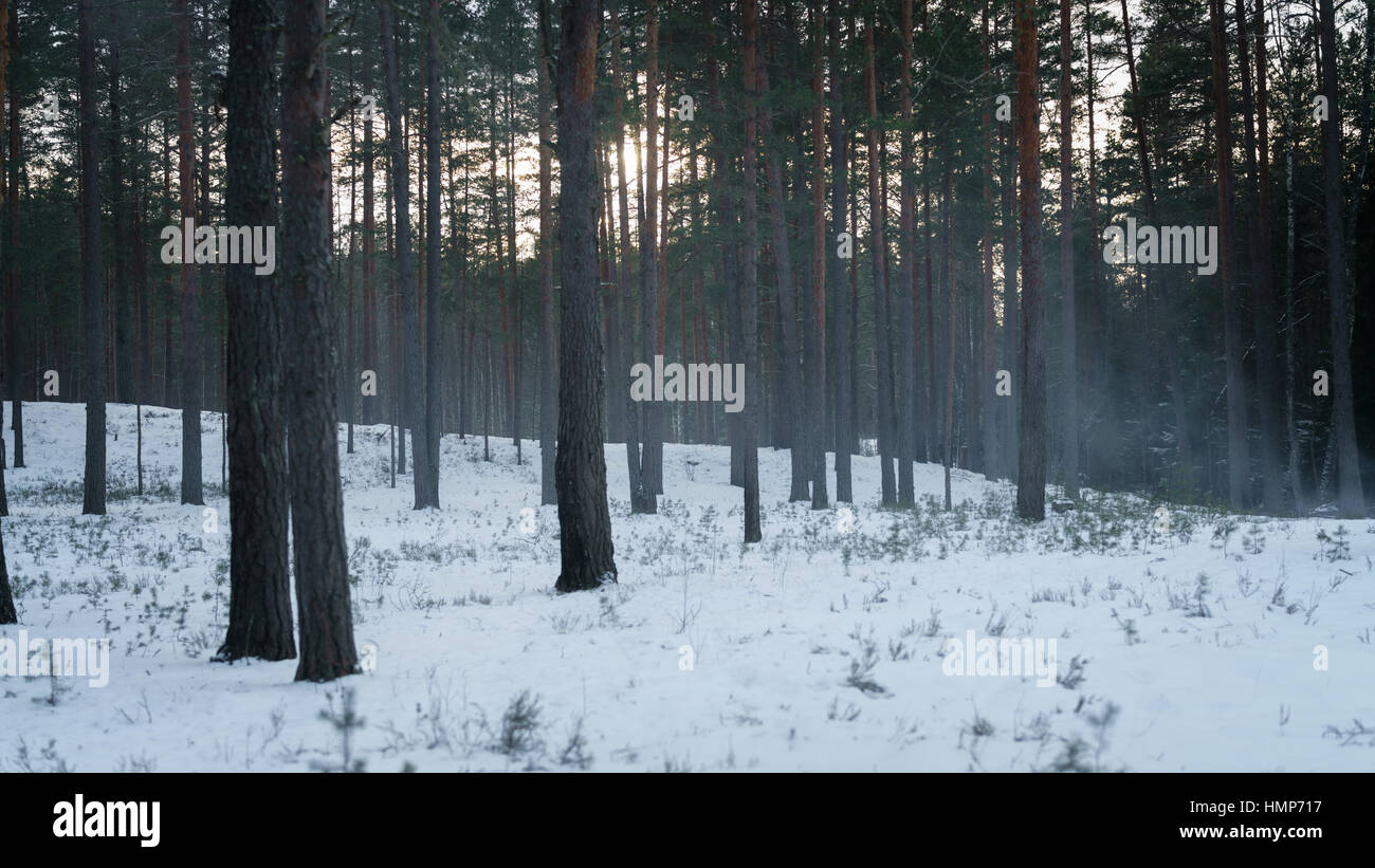 kalten geheimnisvolle Pine Waldlandschaft mit Rauch Stockfoto