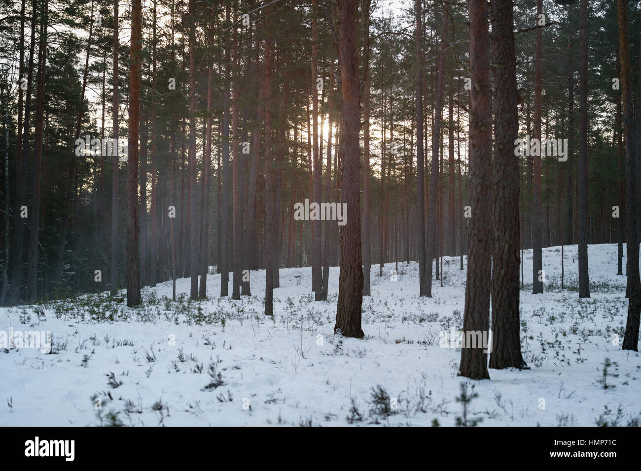 Winter-Kiefernwald mit Abendlicht Stockfoto