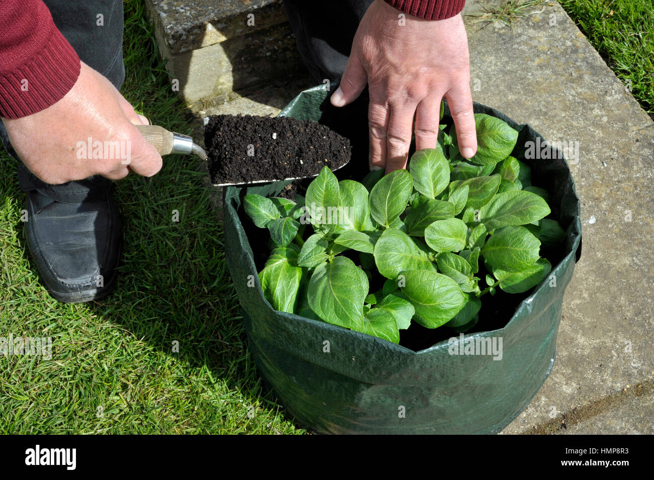 Kartoffeln Nachfüllen mit Kompost wachsen in einem Platz sparenden Terrasse Tasche oder Gemüse wachsenden Beutel. Sorte Charlotte eine wachsartige Salat Kartoffel in gedeiht Stockfoto