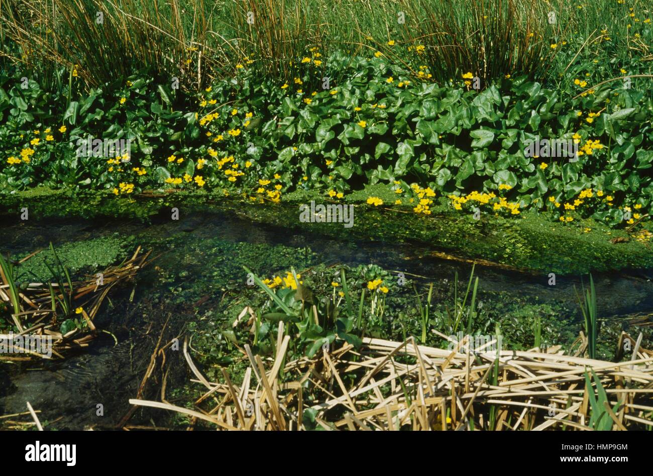 Sumpfdotterblumen oder gelbe Marsh Marigold (Caltha Palustris), Butterblume. Stockfoto
