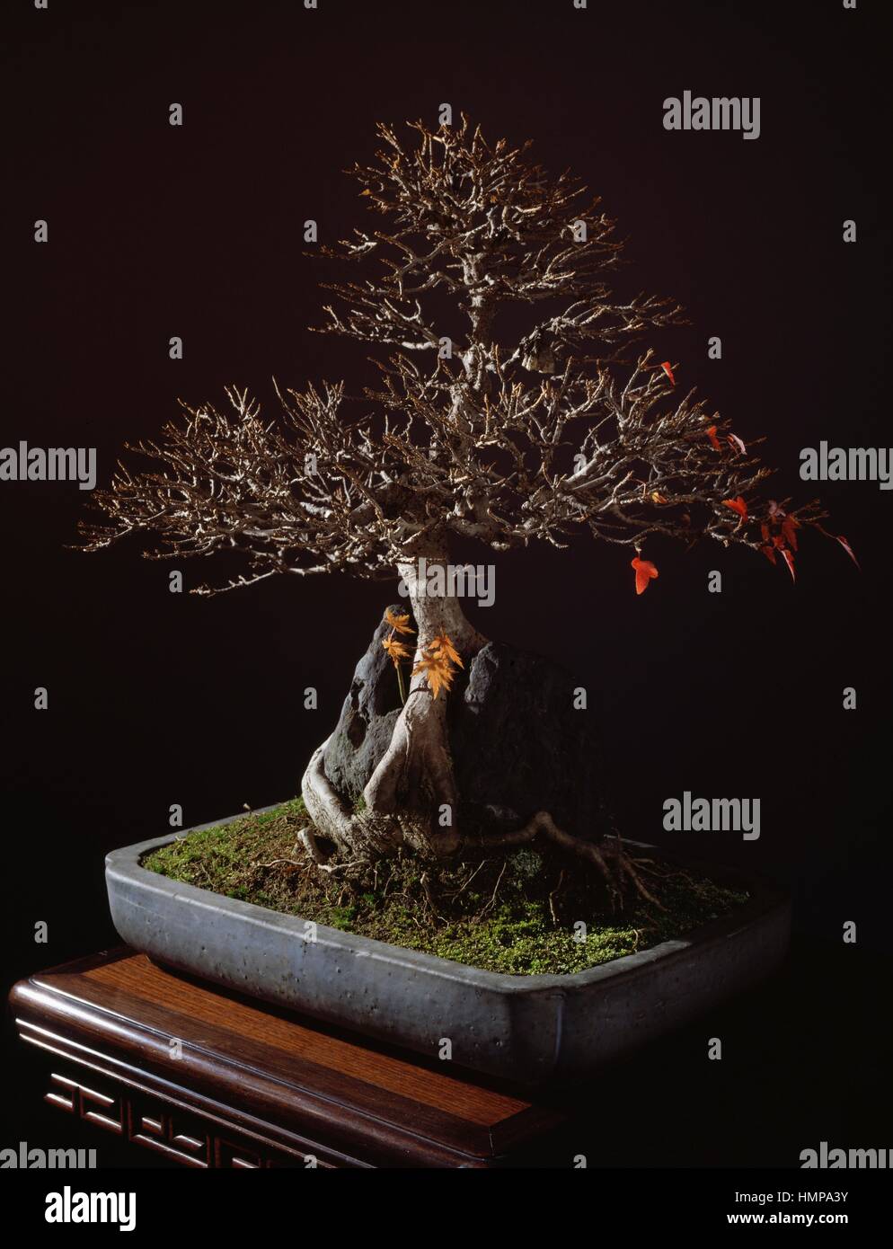 drachenbaum blte Dracaena Cinnabari-Pflanze | Drachenblutbaum 5-10 cm