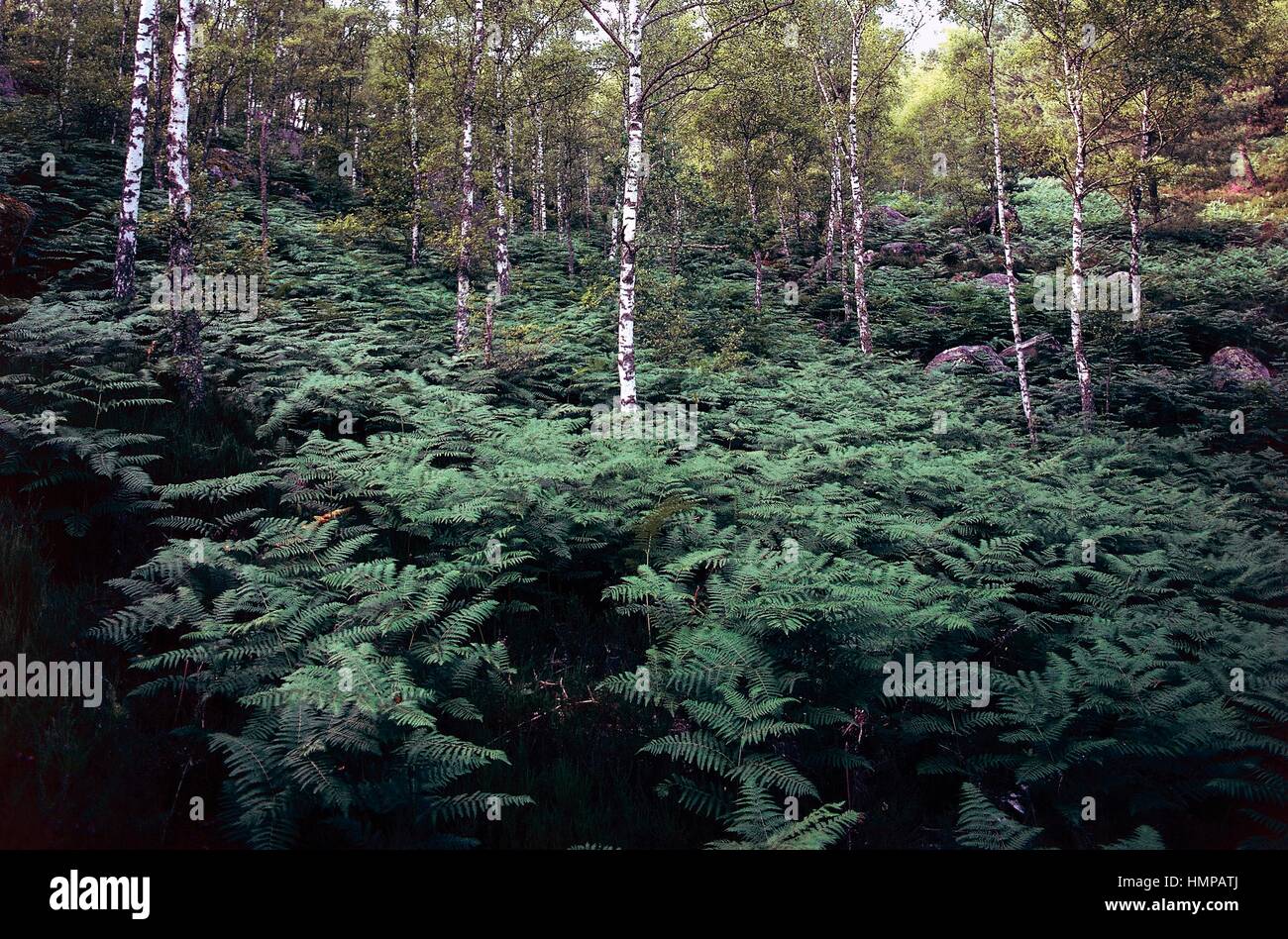 Birken (Betula sp), Betulaceae und Farnen, Wald von Fontainebleau, Seine-et-Marne, Ile de France, Frankreich. Stockfoto