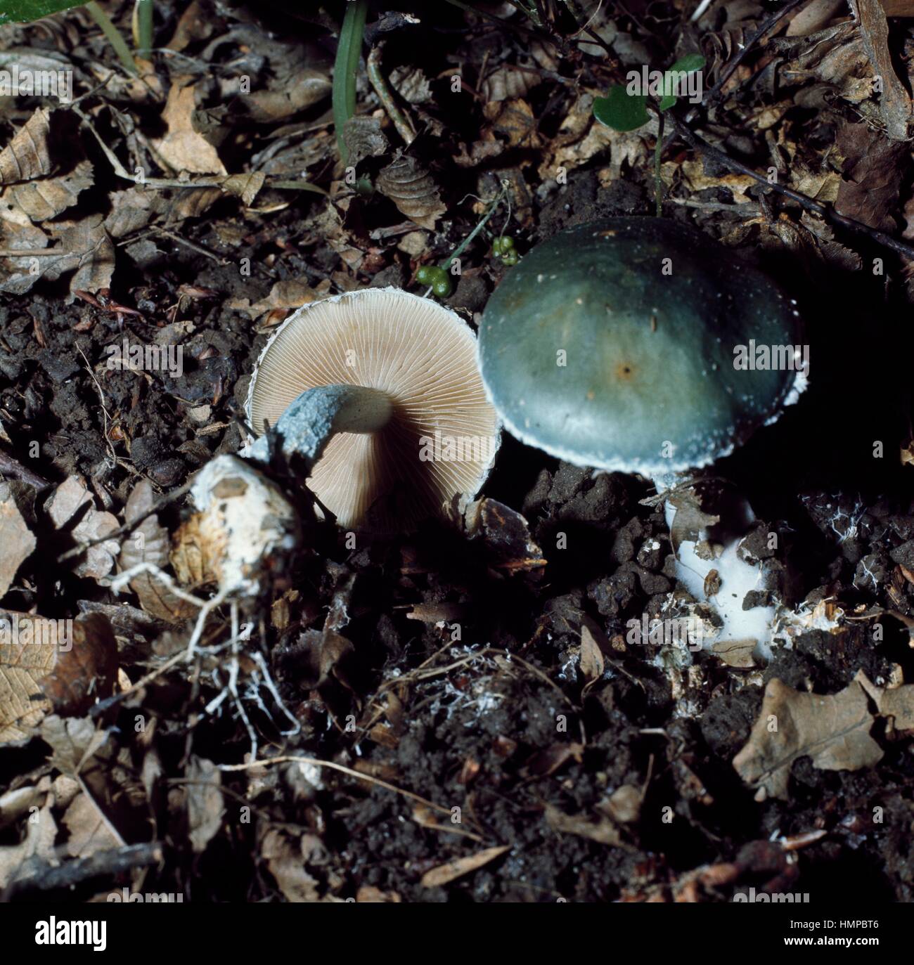 Grünspan Agaric (Träuschling Aeruginosa), Strophariaceae. Stockfoto