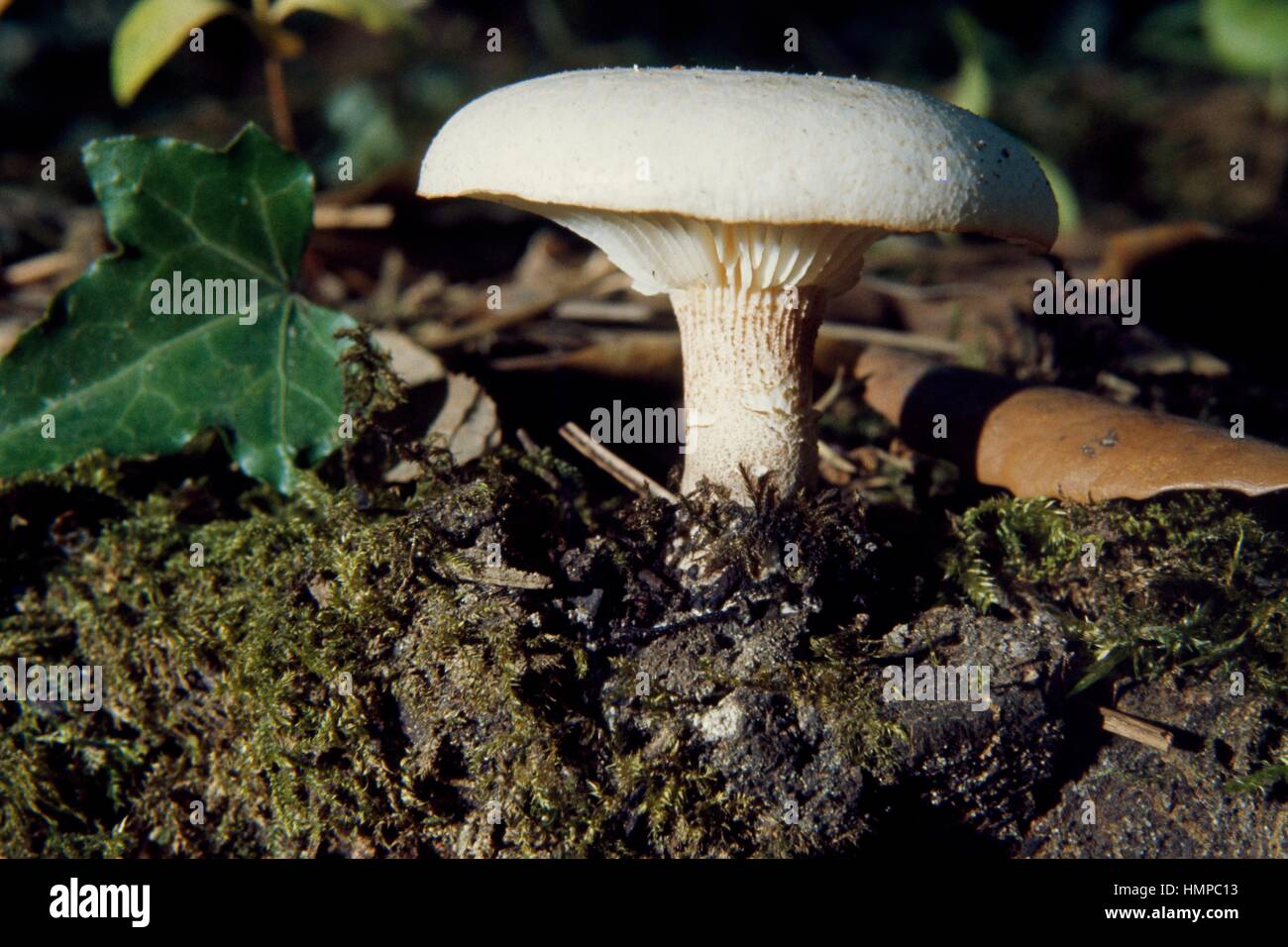 Schuppige Lentinus oder Zug Wrecker (Neolentinus Lepideus ehemals Lentinus Lepideus), Gloeophyllaceae. Stockfoto