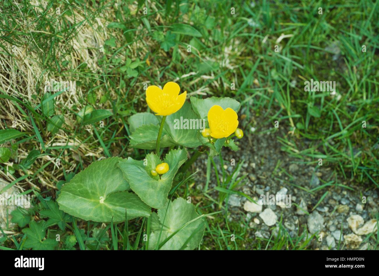 Sumpfdotterblumen oder gelbe Marsh Marigold (Caltha Palustris), Butterblume. Stockfoto