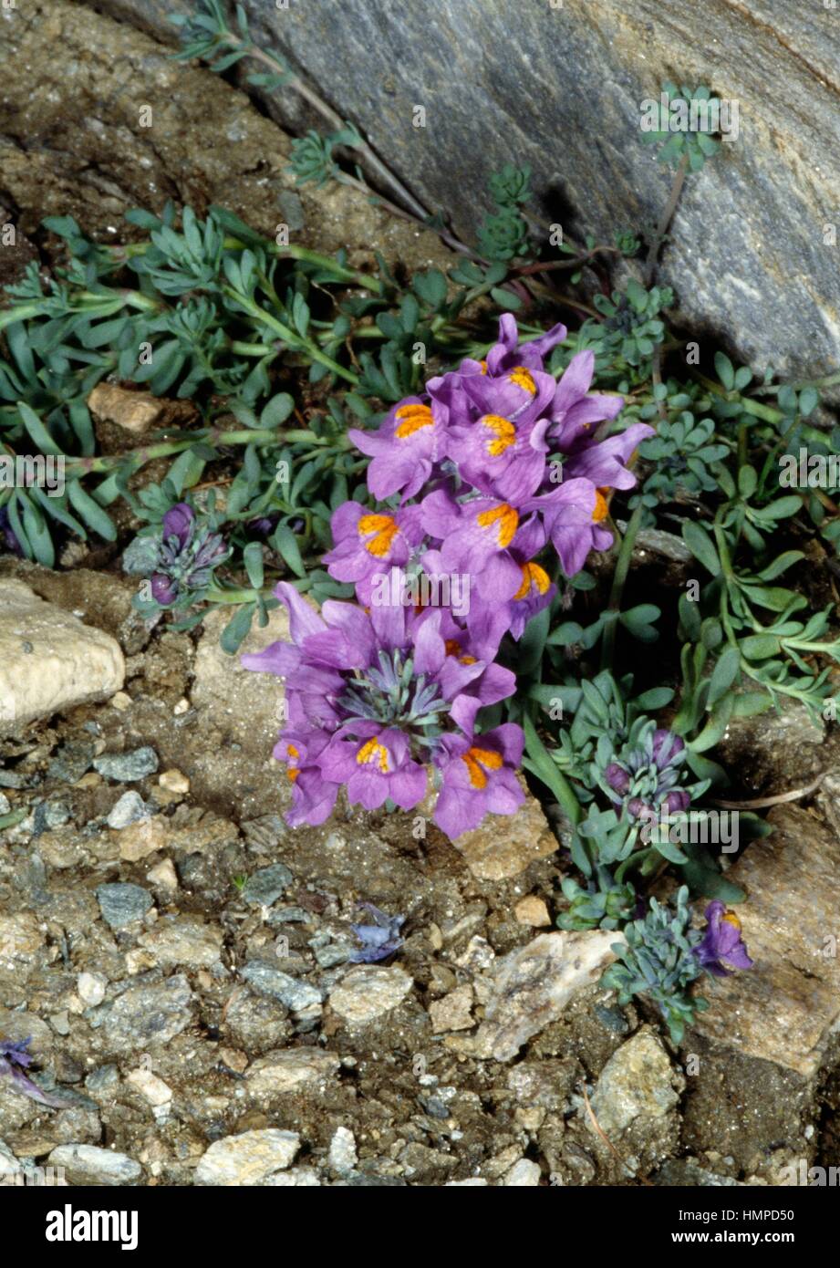 Alpen-Leinkraut (Linaria Alpina), Wegerichgewächse. Stockfoto