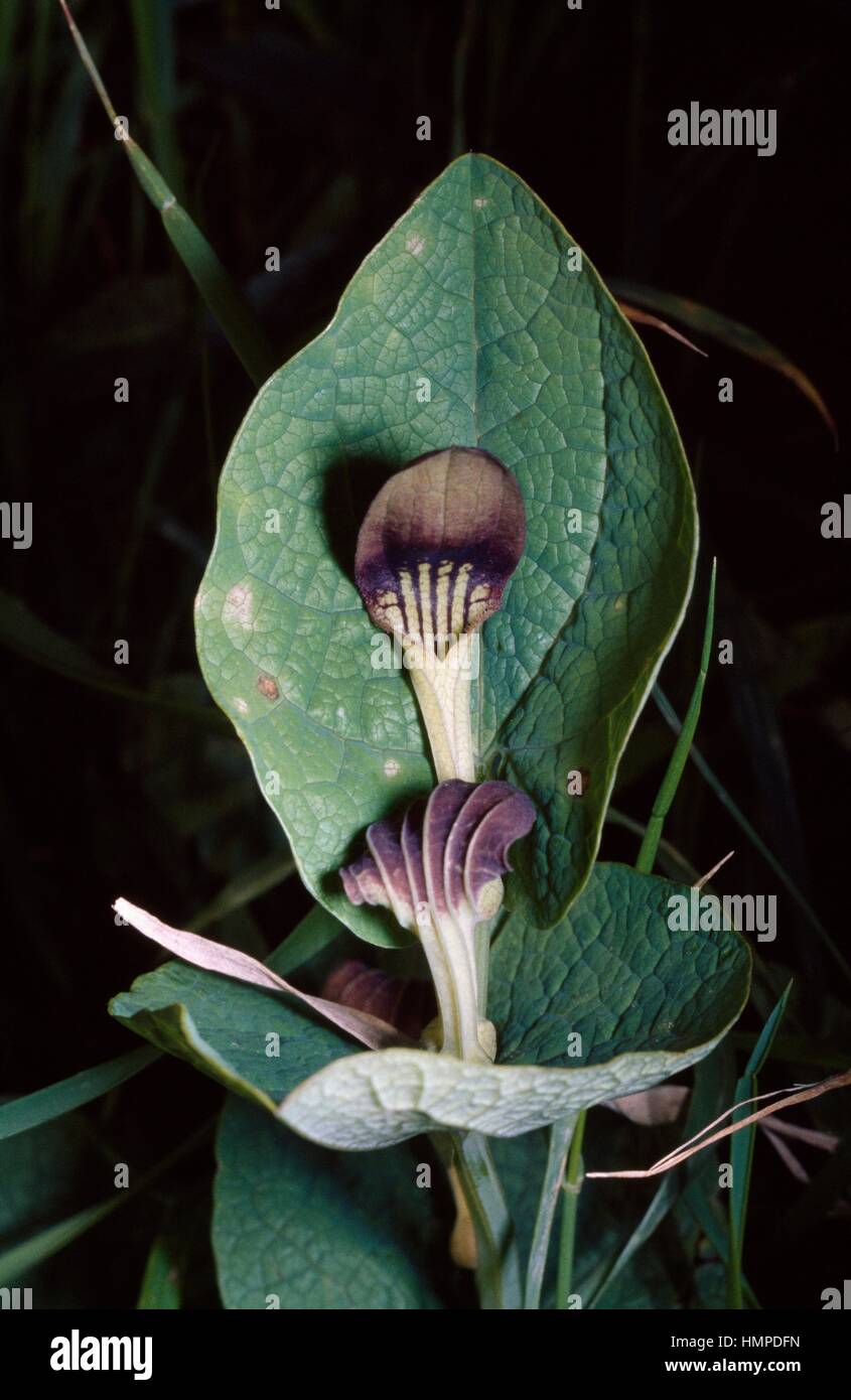 Smearwort oder Runde-leaved Birthwort (Aristolochia Rotunda), Aristolochiaceae. Stockfoto