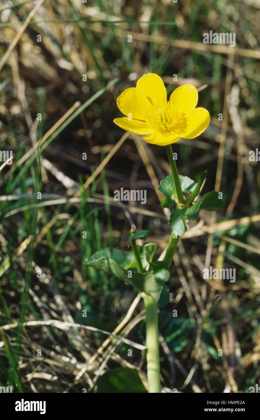 Sumpfdotterblumen oder gelbe Marsh Marigold (Caltha Palustris), Butterblume. Stockfoto