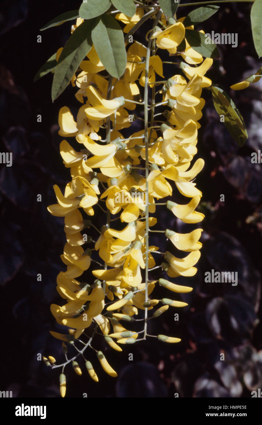 Gemeinsamen Goldregen (Laburnum Anagyroides), Fabaceae. Stockfoto