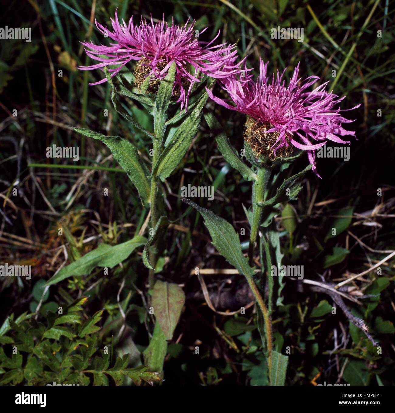 Plume Flockenblume (Centaurea Uniflora), Asteraceae. Stockfoto
