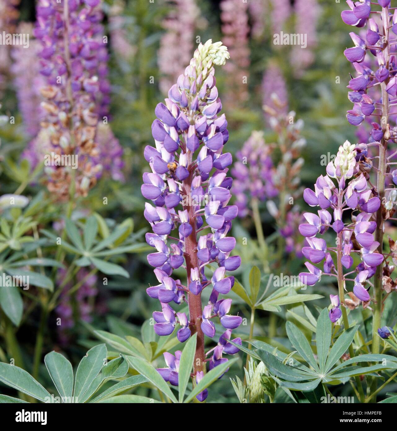 Lupinus micranthus Fotos und Bildmaterial in hoher Auflösung Alamy