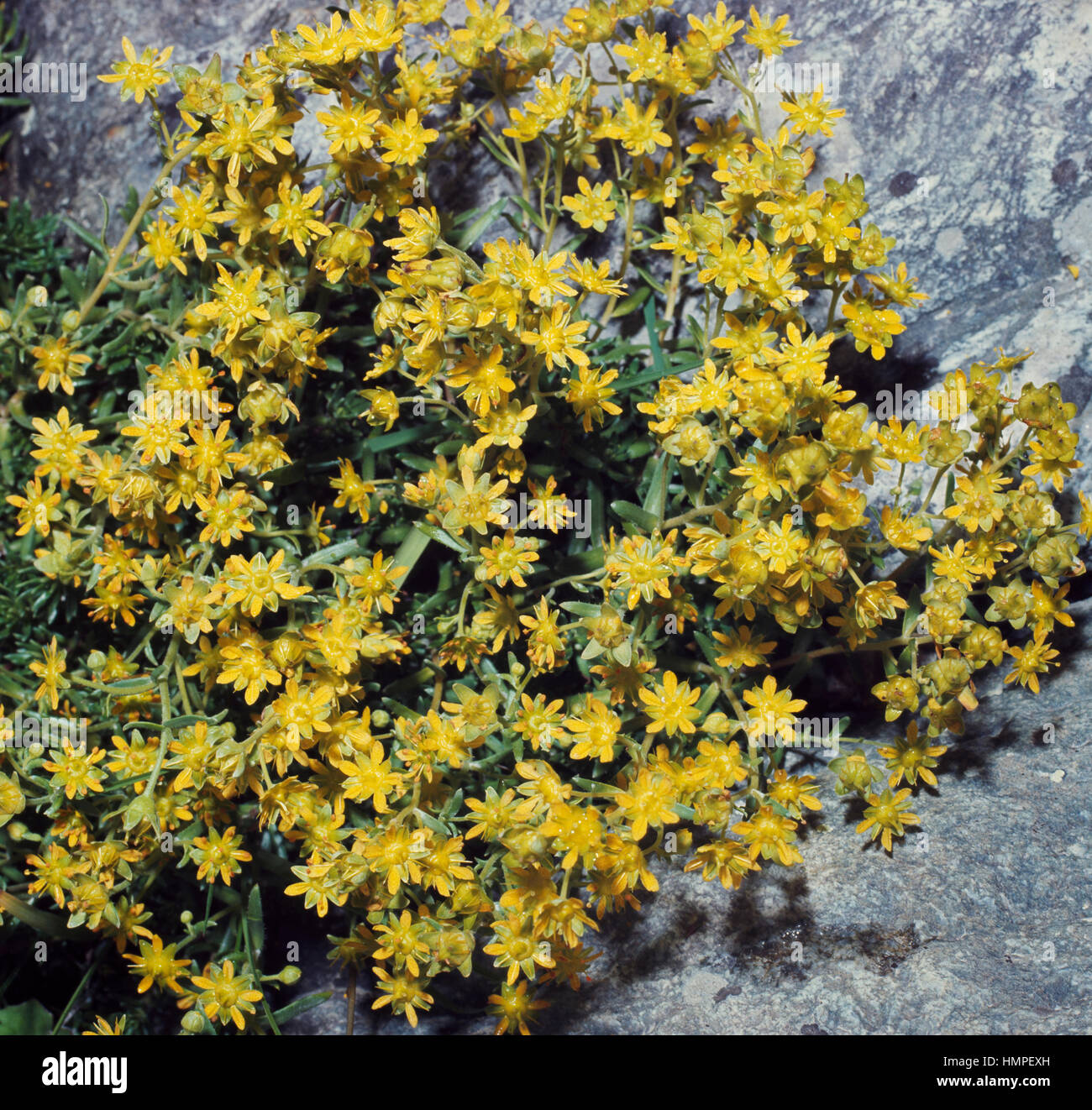 Steinbrech gelb oder gelb-Steinbrech (Saxifraga Aizoides), Saxifragaceae. Stockfoto