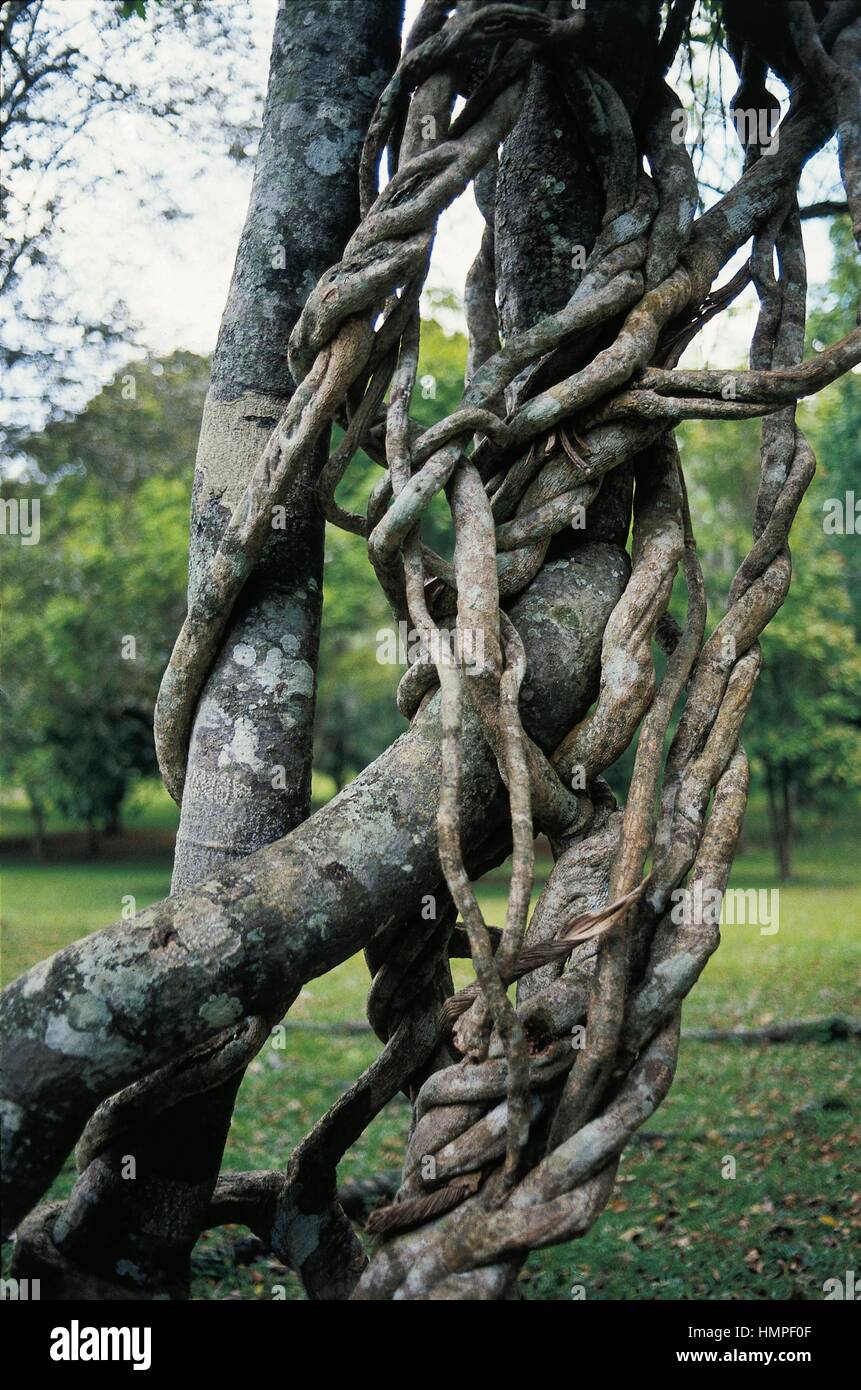 Liane pflanze -Fotos und -Bildmaterial in hoher Auflsung  Alamy