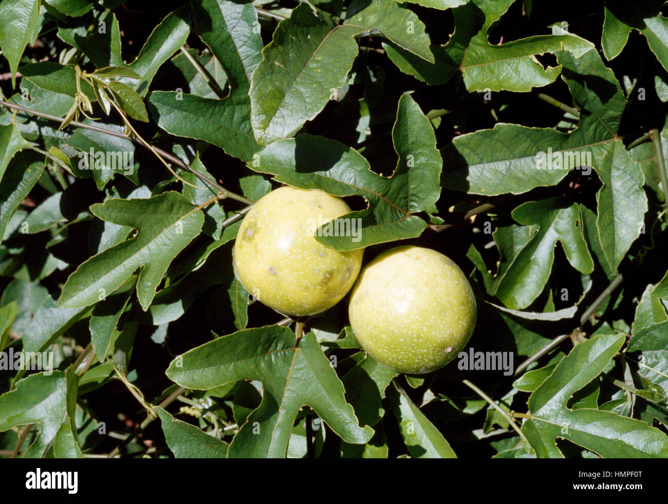 Lila Wasser-Zitrone oder Passionsfrucht (Passiflora Edulis), Passifloraceae. Stockfoto