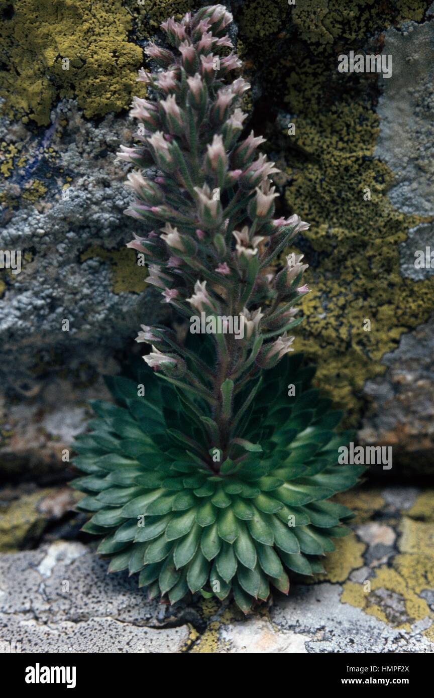 Der alte König (Saxifraga Florulenta), Saxifragaceae. Stockfoto