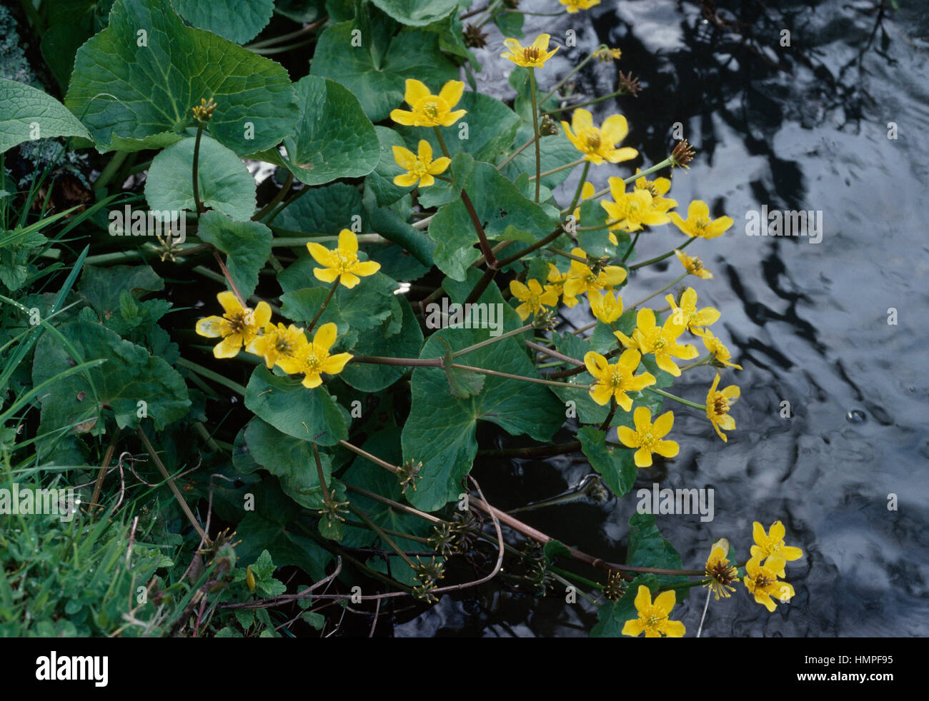 Sumpfdotterblumen oder gelbe Marsh Marigold (Caltha Palustris), Butterblume. Stockfoto