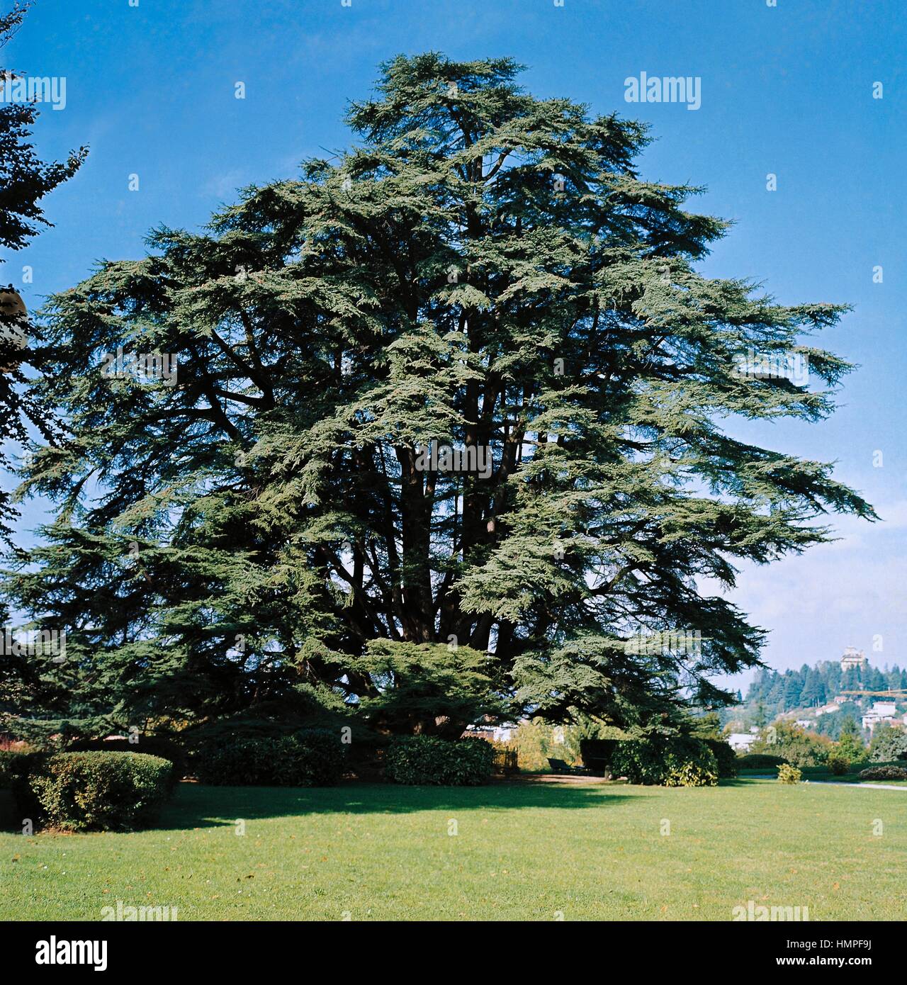 Cedrus libani libanon zeder oder zeder von libanon Fotos und