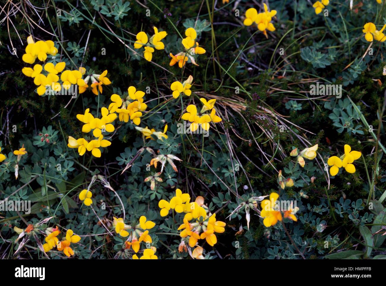 Vogel's – Foot Trefoil, Katzenauge Klee oder Boden Geißblatt (Lotus Corniculatus), Fabaceae. Stockfoto