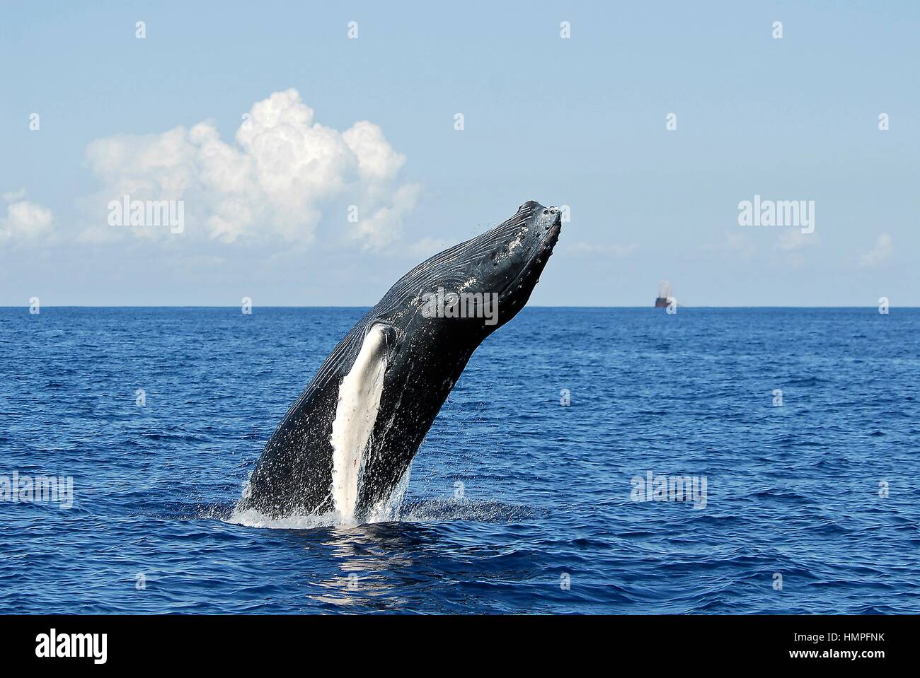 Buckelwal Kalb verletzen, (Impressionen Novaeanglia), Polisini griechischen Wrack (Kinsei Maru), silberne Banken Marine Sanctuary, Dominikanische Republik, Auto Stockfoto