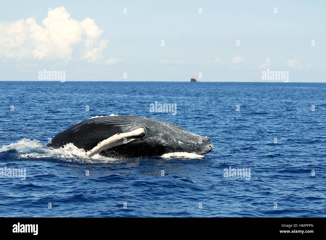 Buckelwal Kalb verletzen, (Impressionen Novaeanglia), Polisini griechischen Wrack (Kinsei Maru), silberne Banken Marine Sanctuary, Dominikanische Republik, Auto Stockfoto