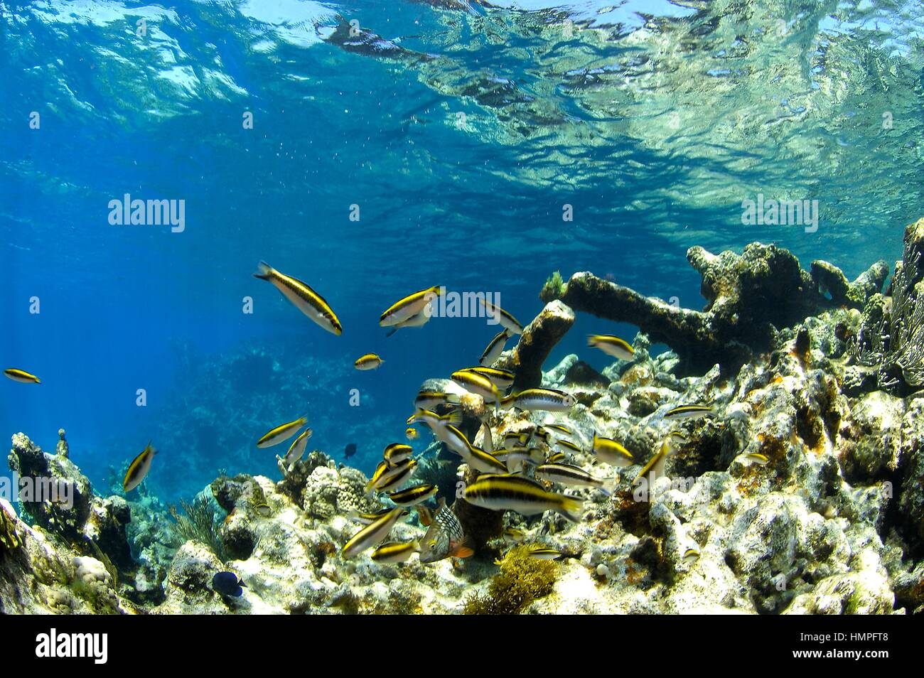 Korallenriff und Fisch am Polisini griechischen Wrack (Kinsei Maru), Silver Banks Marine Sanctuary, Dominikanische Republik, Karibik Stockfoto