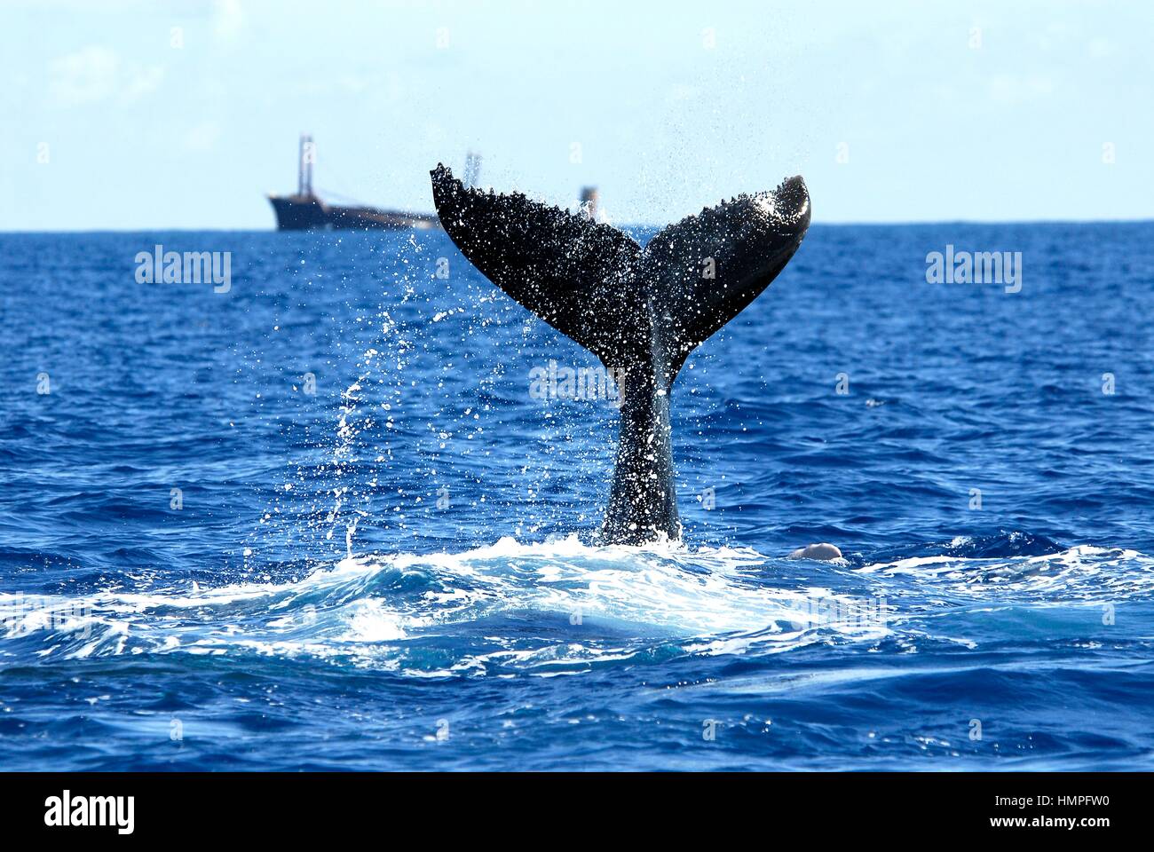 Buckelwal Fluke, (Impressionen Novaeanglia), Polisini griechischen Wrack (Kinsei Maru), Silver Banks Marine Sanctuary, Dominikanische Republik, Karibik Se Stockfoto