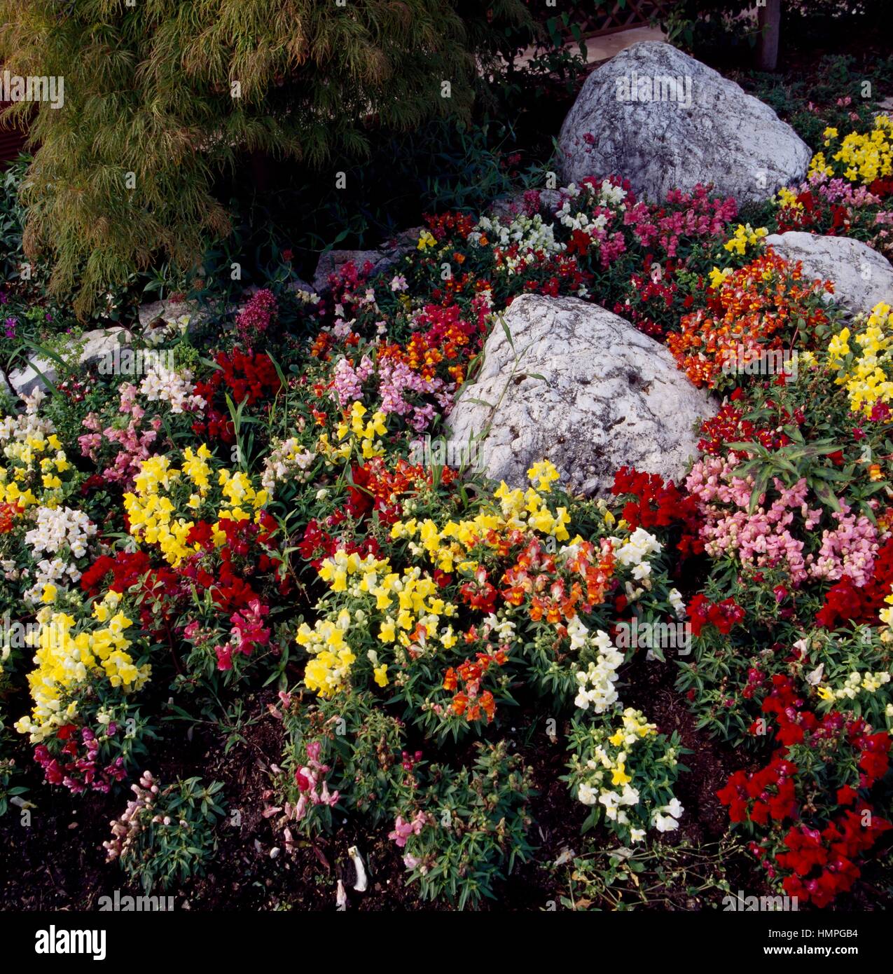 Gemeinsamen Löwenmaul (Antirrhinum Majus), Scrophulariaceae. Stockfoto