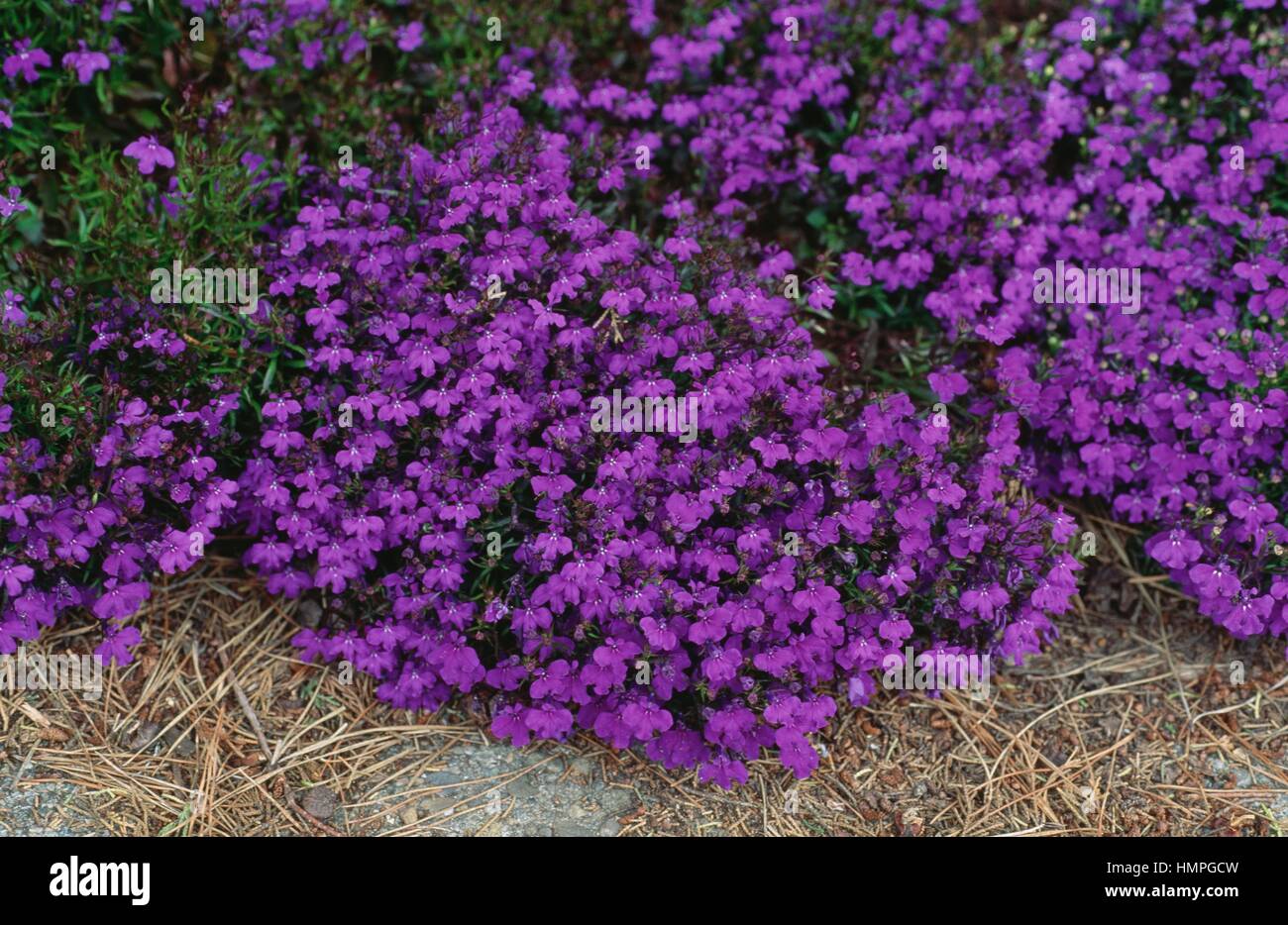 Einfassung blaue Lobelie (Lobelia Erinus), Campanulaceae. Stockfoto