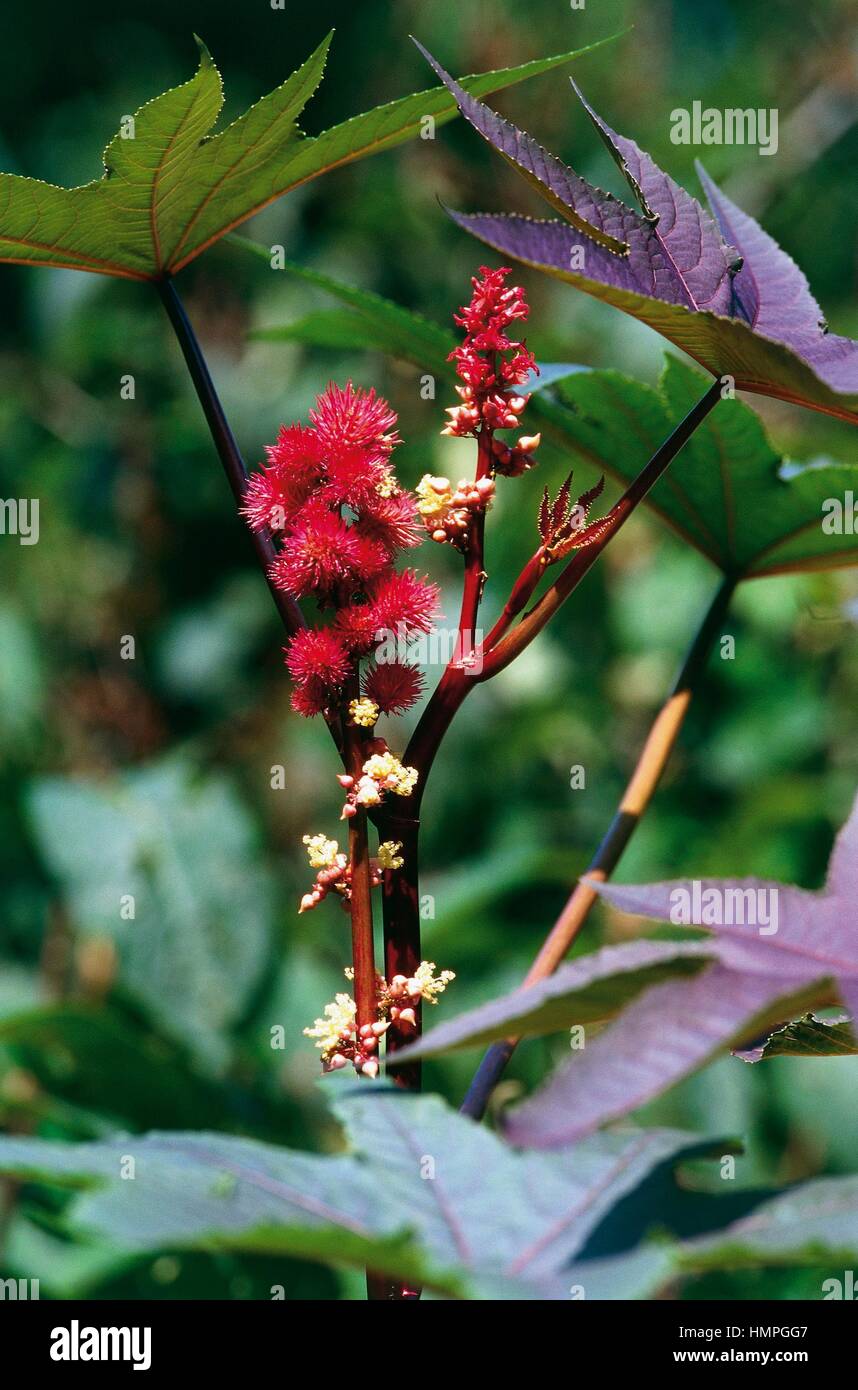 Blätter rote blumen der rizinuspflanze -Fotos und -Bildmaterial in ...
