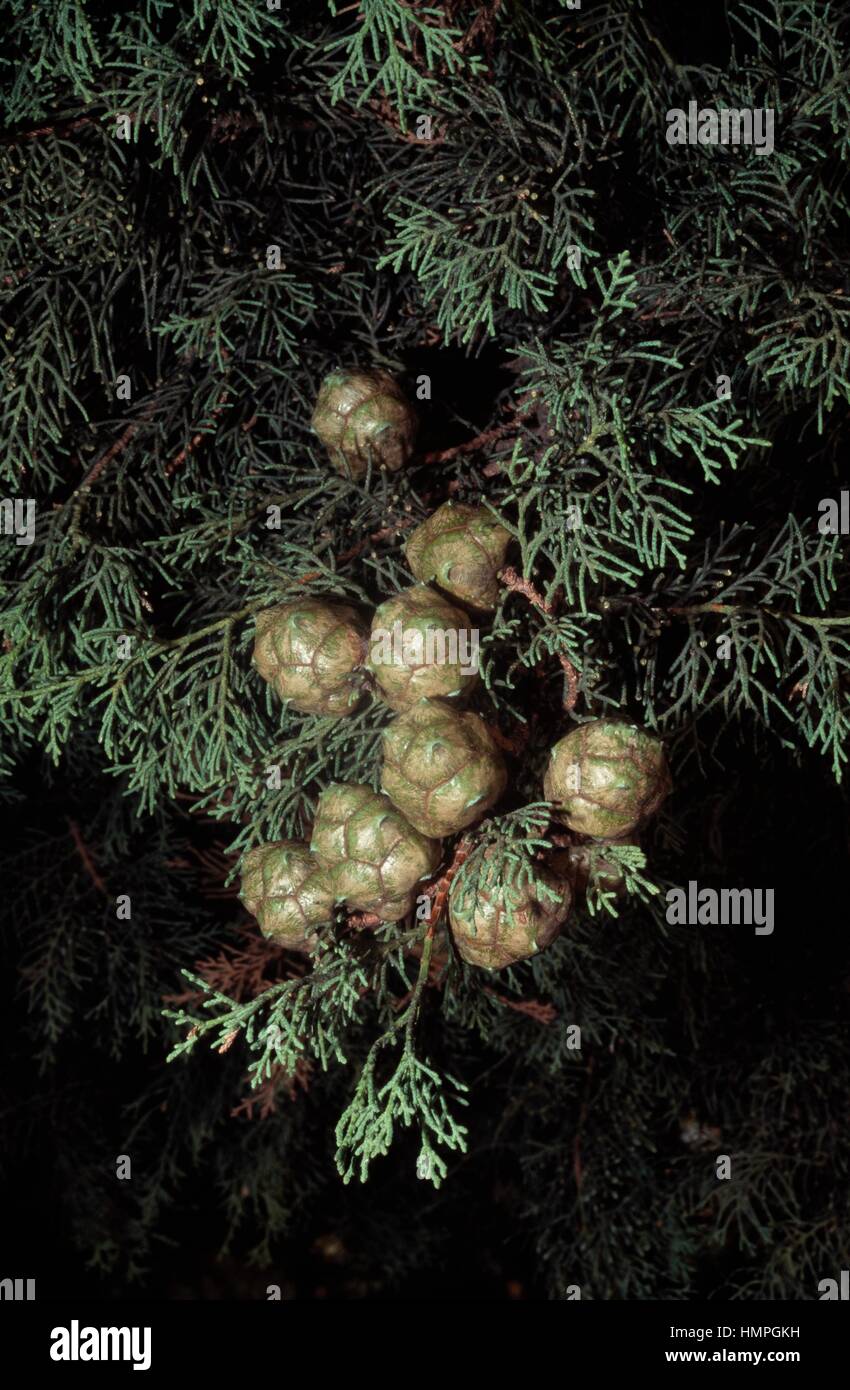 Mittelmeer Zypresse Blätter und Zapfen (Cupressus Sempervirens), Cupressaceae. Stockfoto