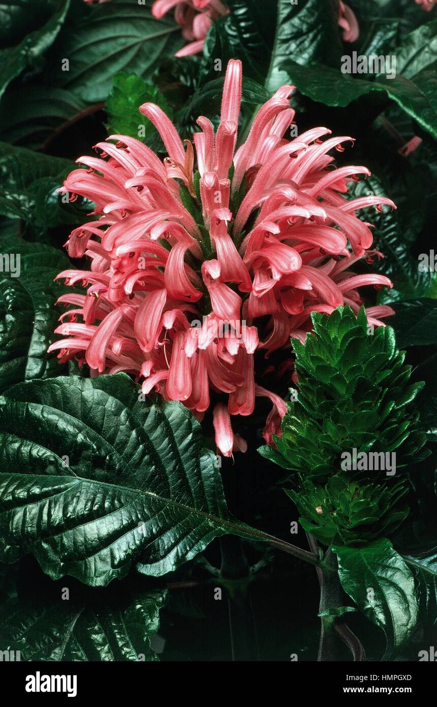 Brasilianisch-Plume (Jacobinia Carnea oder Justicia Carnea), Acanthaceae. Stockfoto