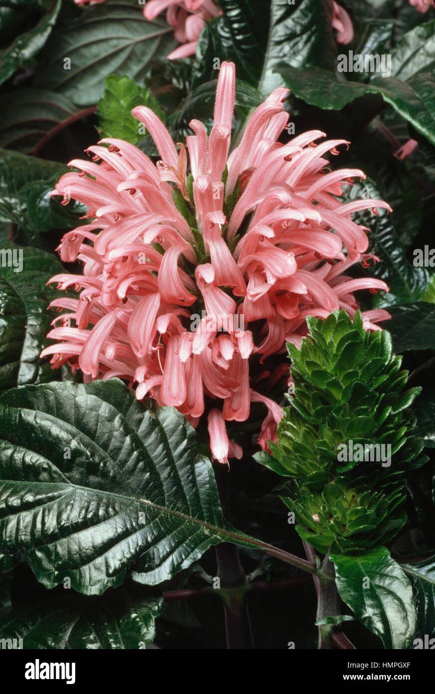 Brasilianisch-Plume (Jacobinia Carnea oder Justicia Carnea), Acanthaceae. Stockfoto