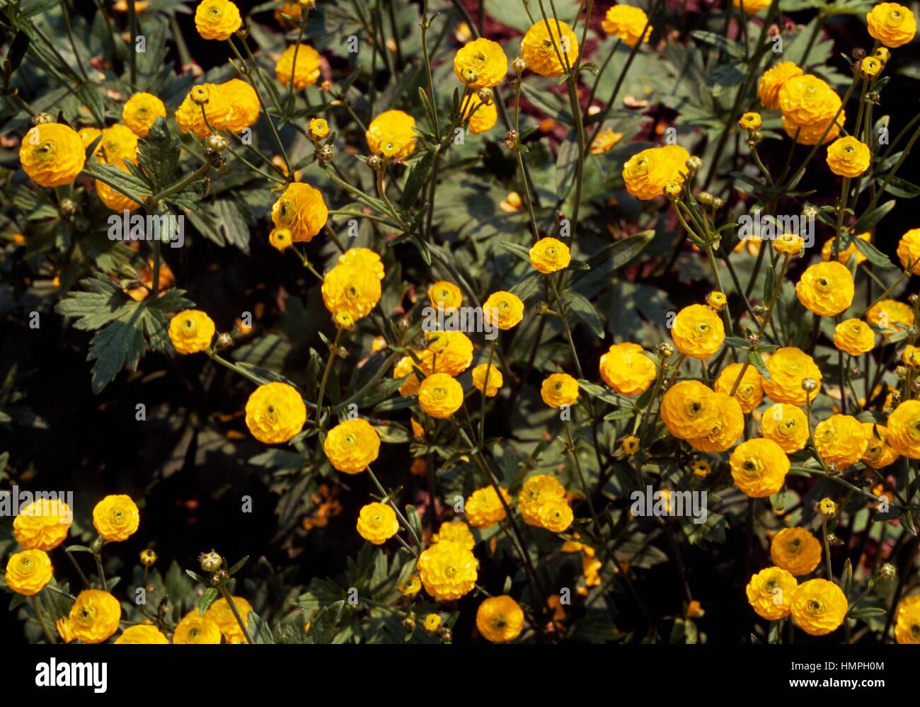 Doppelte Wiese Hahnenfuß (Ranunculus Acris Flore Pleno), Butterblume. Stockfoto