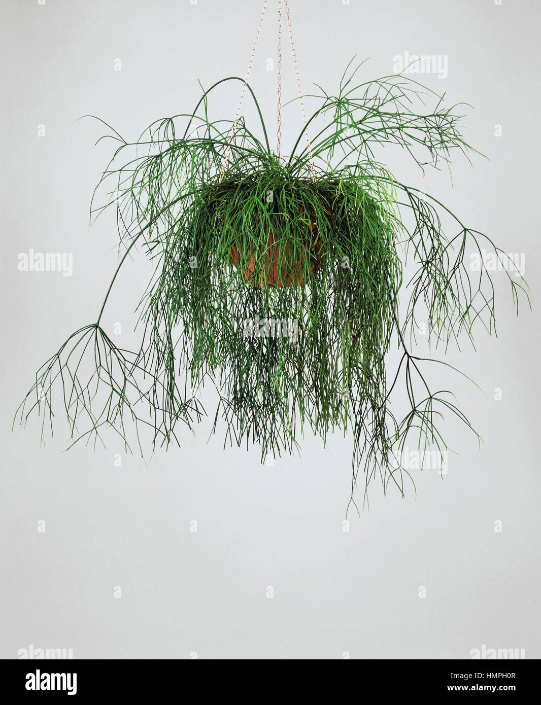 Mistel-Kaktus (Rhipsalis Cassutha oder Rhipsalis Baccifera), Cactaceae  Stockfotografie - Alamy