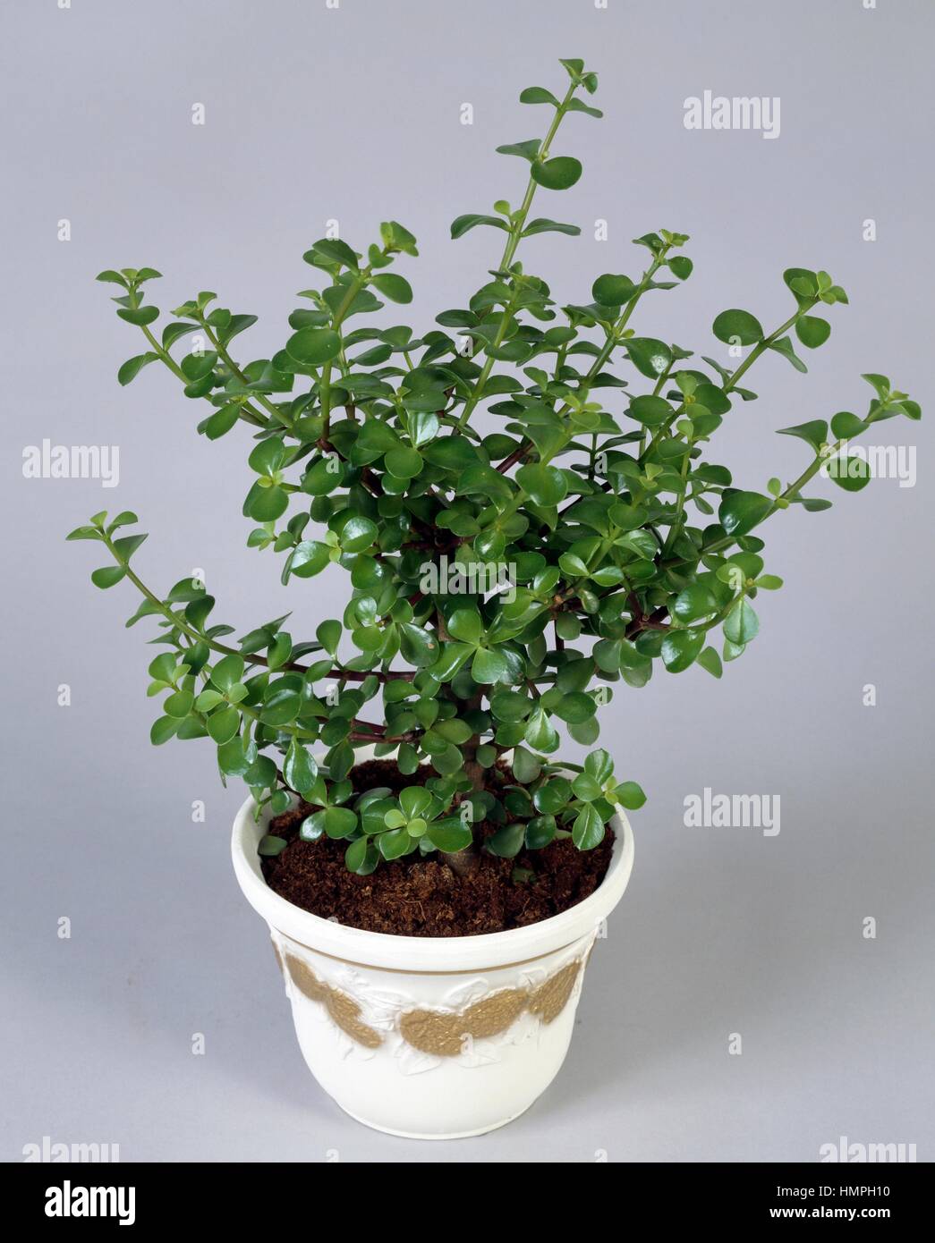 Silber-Dollar-Pflanze (Crassula Arborescens Afra), Crassulaceae. Stockfoto