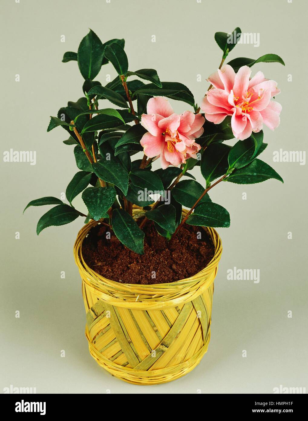 Tee-Blume (Camellia Sasanqua), Theaceae. Stockfoto