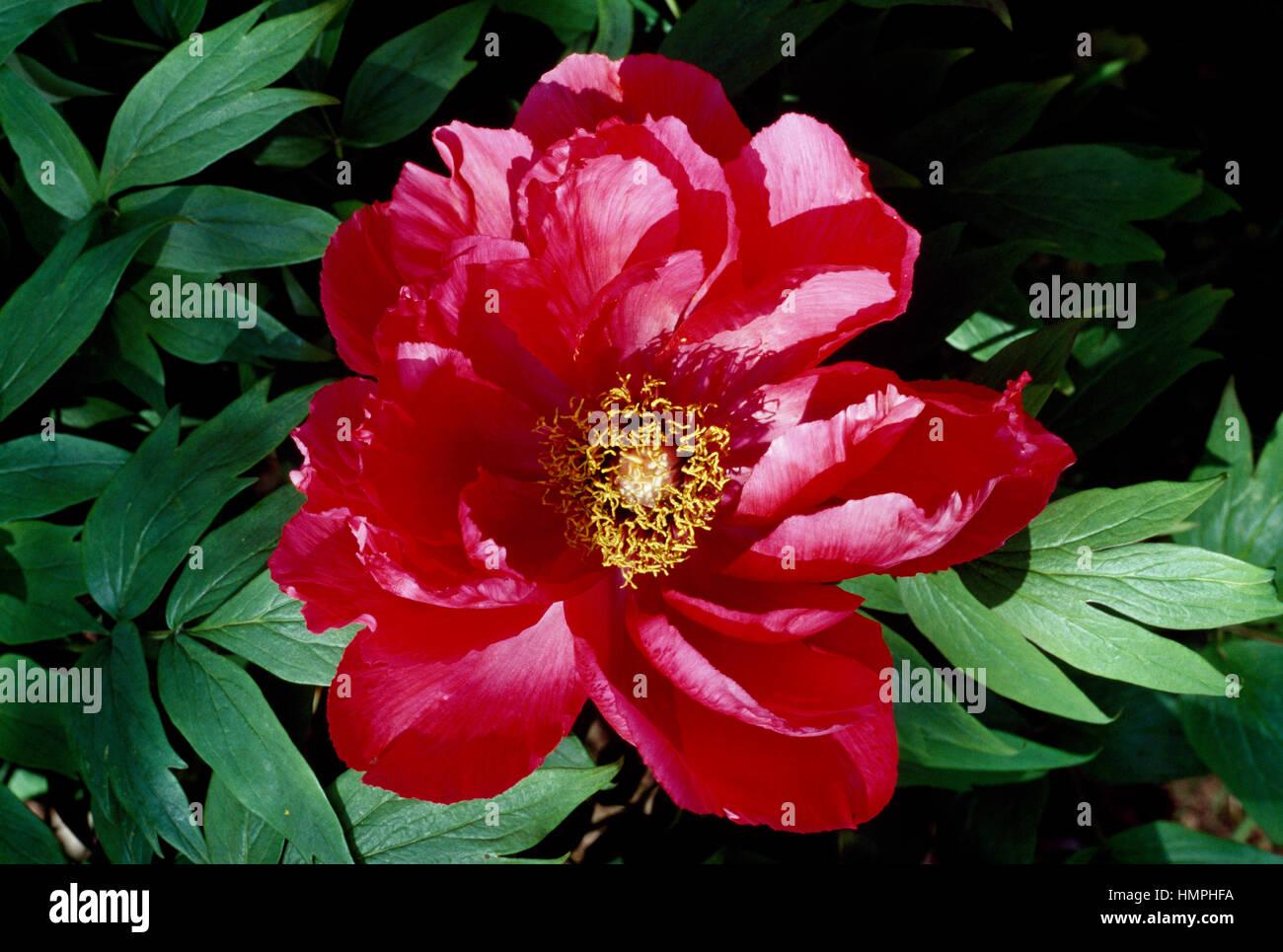 Paeonia botanik Fotos und Bildmaterial in hoher Auflösung Alamy
