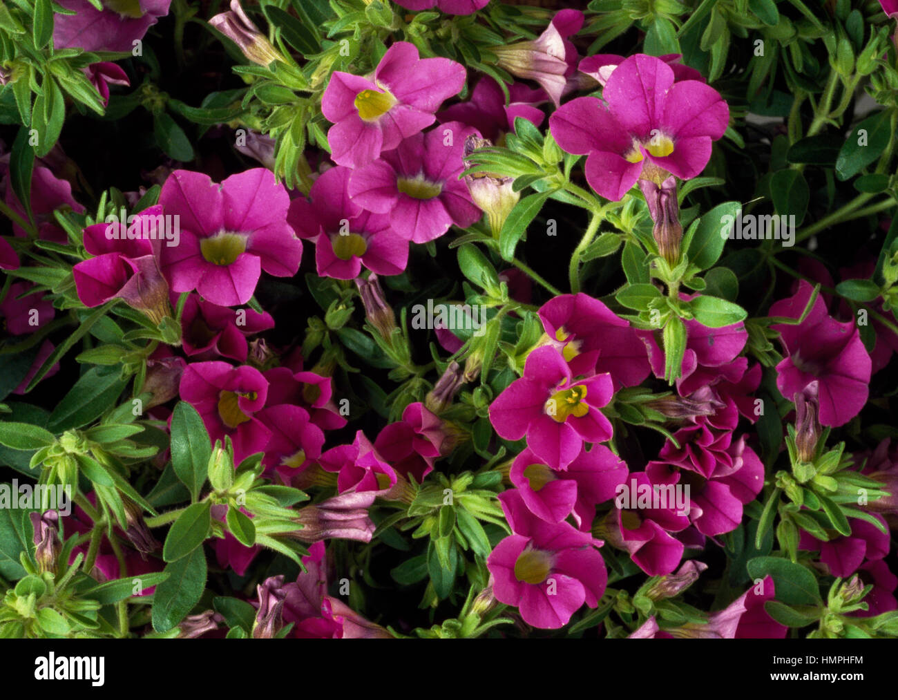 Surfinia-Petunie (Petunia X hybrida Surfinia Million Bells), Solanaceae. Stockfoto