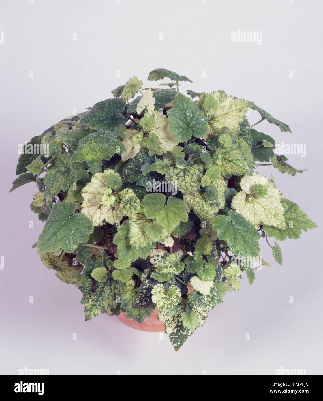 Huckepack-Pflanze, Jugend in Alter oder tausend Mütter (Tolmiea Menziesii), Saxifragaceae. Stockfoto
