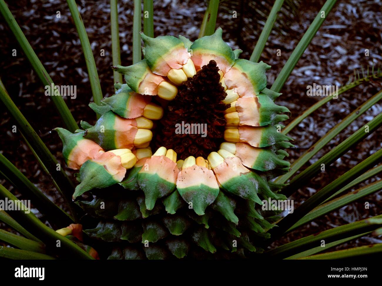 Schuppige Zamia (Lepidozamia Peroffskyana), Zamiaceae. Stockfoto