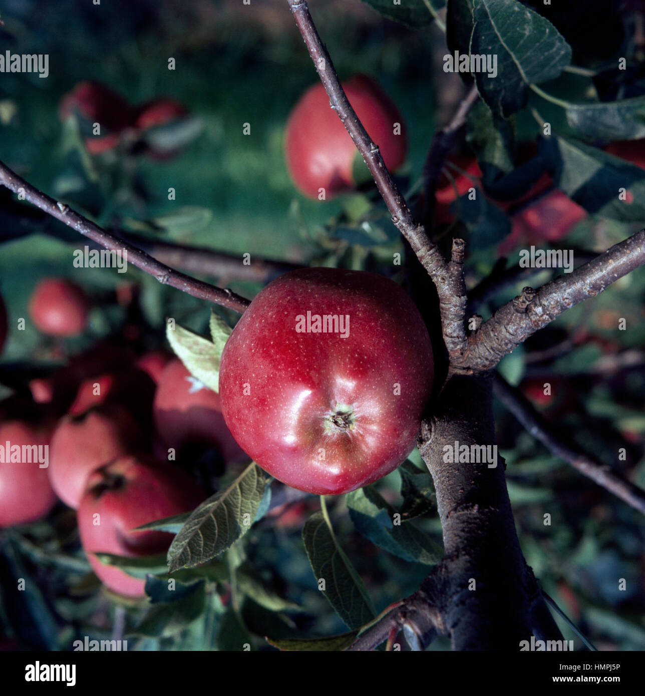 Stark Delicious-Äpfel (Malus Domestica), Rosengewächse. Stockfoto