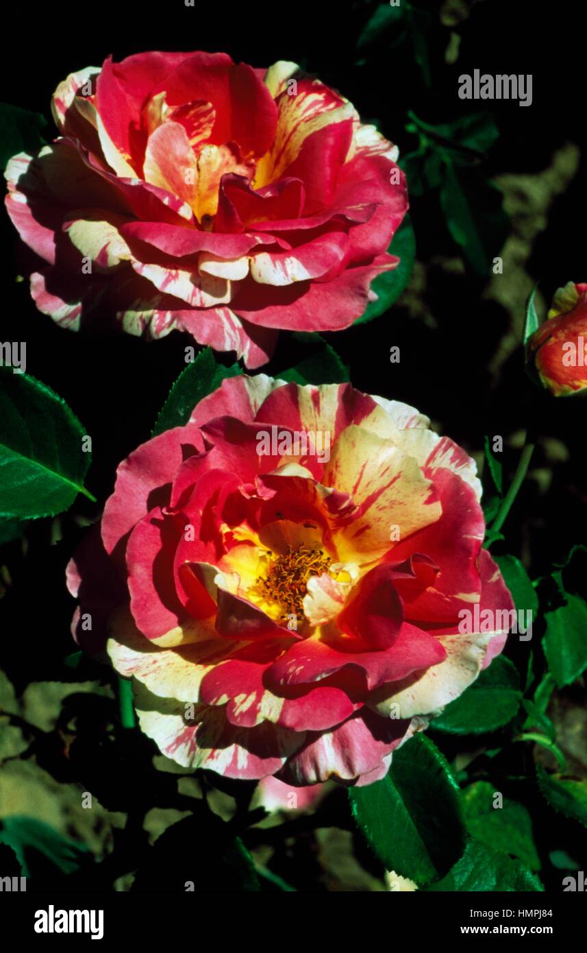 Rose (Rosa Claude Monet), Rosengewächse. Stockfoto
