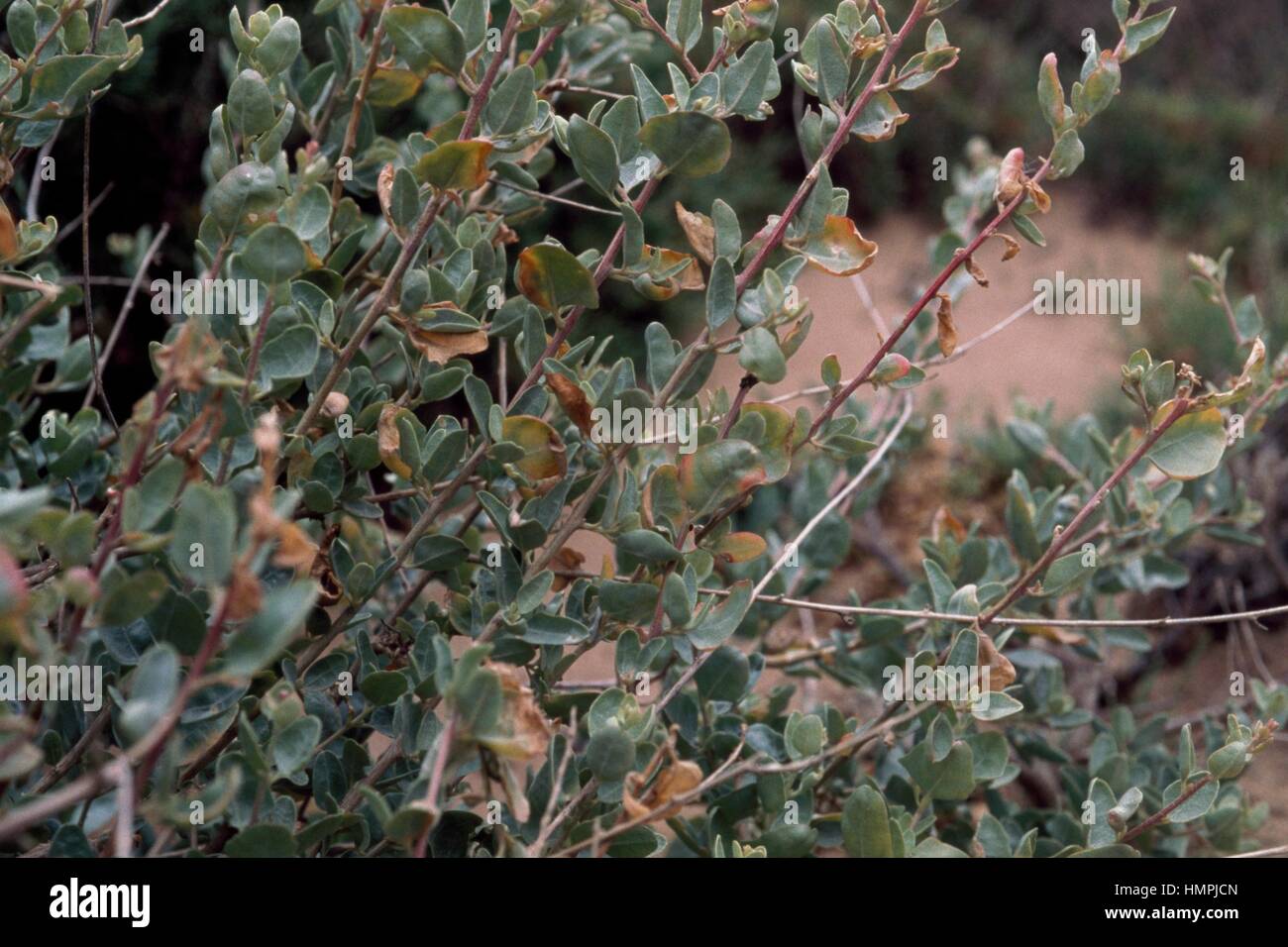 Strauchige Gartenmelde oder Saltbush (Atriplex Halimus), Chenopodiaceae. Stockfoto