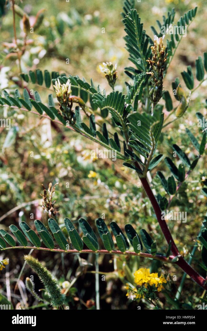 Gelbe Milch Wicke (Astragalus Boeticus), Fabaceae. Stockfoto