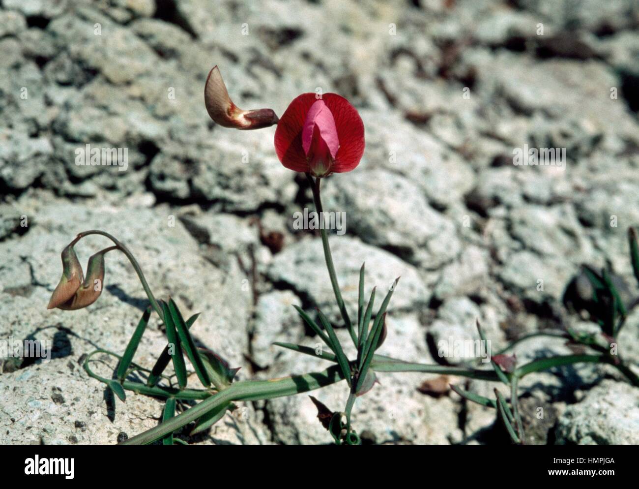 Tanger Erbse (Lathyrus Tingitanus), Fabaceae. Stockfoto