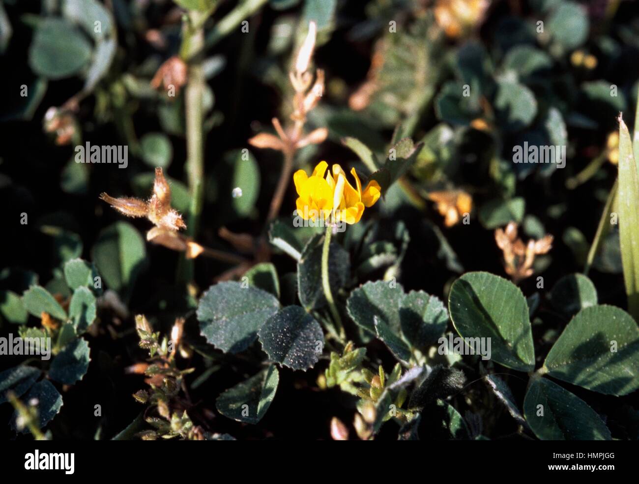 Ufer Medick Blume (Medicago Littoralis), Fabaceae. Stockfoto