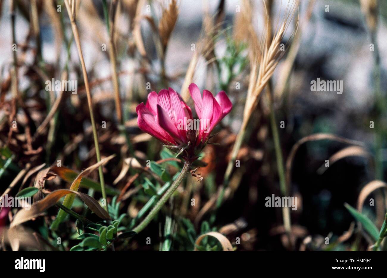 Stachelige Sulla (Hedysarum Spinosissimum), Fabaceae. Stockfoto