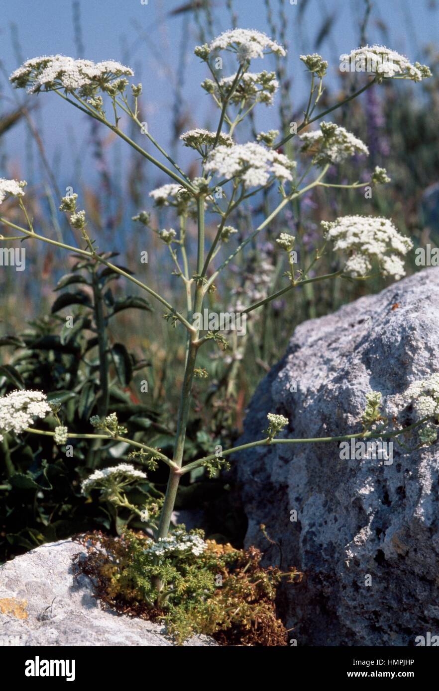 Hellenocarum Multiflorum in voller Blüte, Apiaceae. Stockfoto