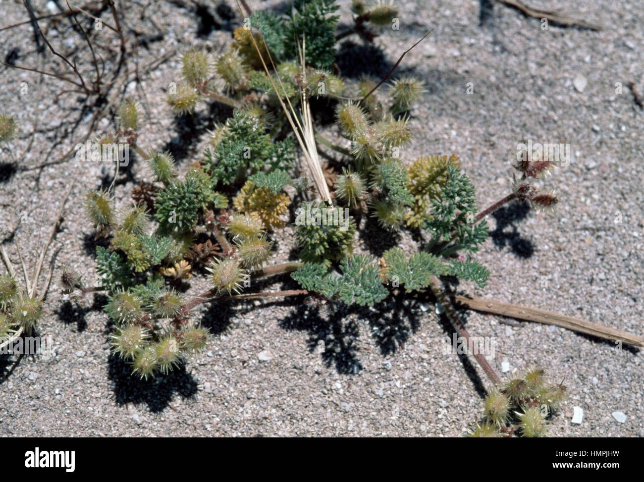 Düne Karotte (Pseudorlaya Pumila), Umbelliferae. Stockfoto